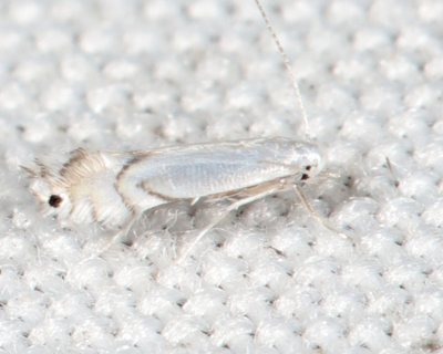 0853 - Phyllocnistis vitegenella