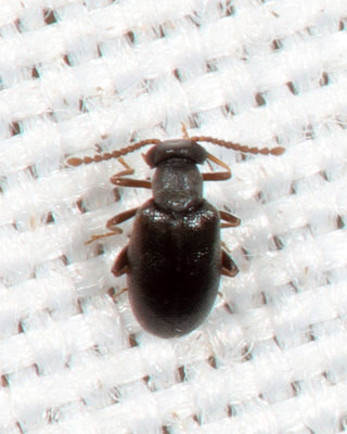 Vanonus piceus