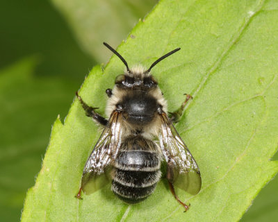 Anthophora terminalis