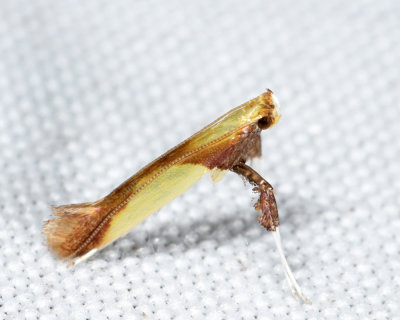 0641  Caloptilia superbifrontella