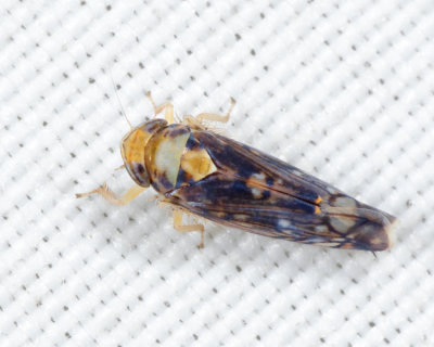 Scaphoideus pullus