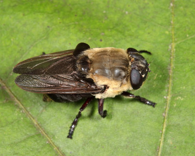 Squirrel Bot Fly - Cuterebra emasculator