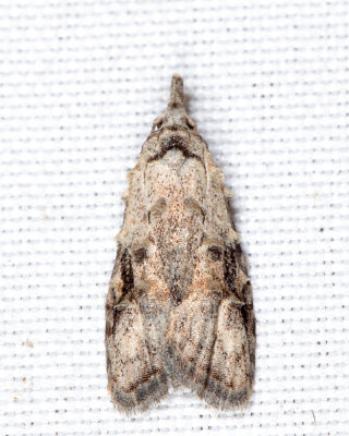 2315 - Currant Fruitworm Moth - Carposina fernaldana 