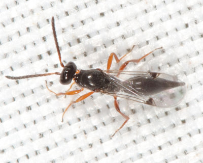 Brachyserphus sp.