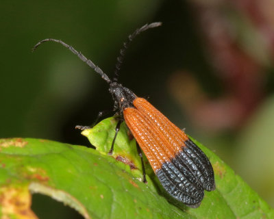 End-Banded Net-Winged Beetle - Calopteron terminale