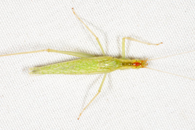 Broad-winged Tree Cricket - Oecanthus latipennis