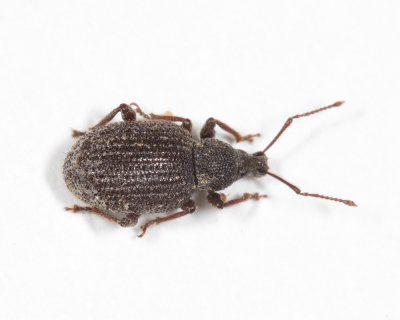 Rough Strawberry Root Weevil - Otiorhynchus rugosostriatus