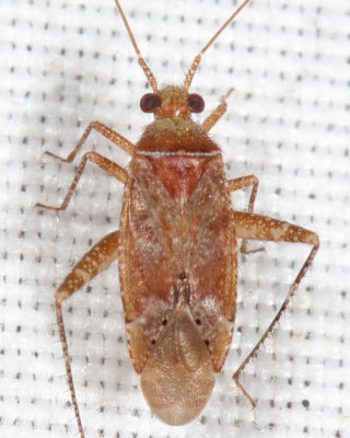 Phytocoris exemplus