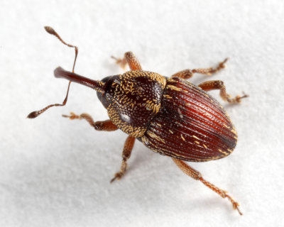 Oligolochus ornatus