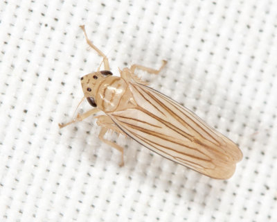 Leafhoppers genus Plesiommata