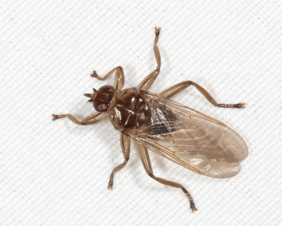 Louse Flies - Hippoboscidae