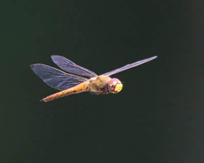 Wandering Glider - Pantala flavescens