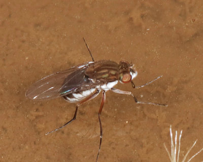 Brachydeutera argentata