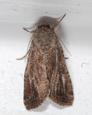 9666 - Fall Armyworm Moth - Spodoptera frugiperda