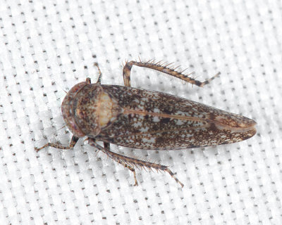 Paraphlepsius carolinus