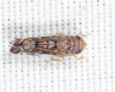 Leafhoppers genus Scaphoideus