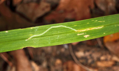 Daylily Leafminer Fly - Ophiomyia kwansonis