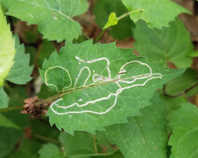 Ophiomyia maura