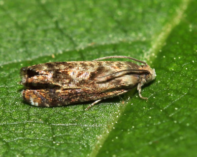 3429 - Lesser Appleworm Moth - Grapholita prunivora *