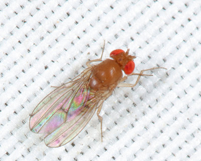 Immigrant Fruit Fly - Drosophila immigrans