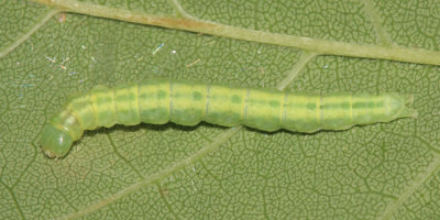 0951 - Gold-striped Leaftier - Machimia tentoriferella