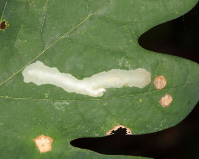 0129 - White Oak Leafminer Moth - Coptotriche badiiella