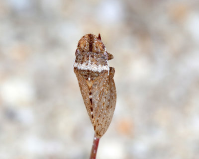 Leafhoppers genus Xerophloea