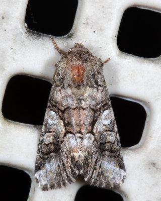 10317 - Capsule Moth - Hadena capsularis