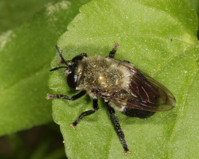 Black-bodied Ant Fly -  Microdon megalogaster