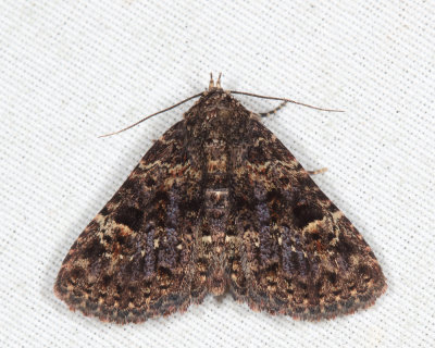 8499 – Common Fungus Moth – Metalectra discalis