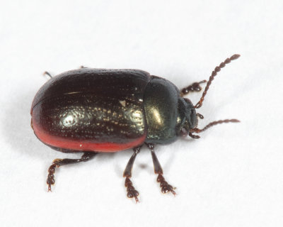  Chrysolina marginata