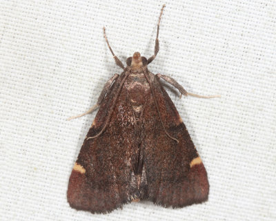 5529 - Spruce Needleworm Moth - Hypsopygia thymetusalis