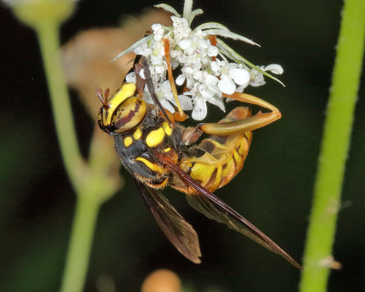 Broad-banded Hornet Fly - Spilomyia alcimus