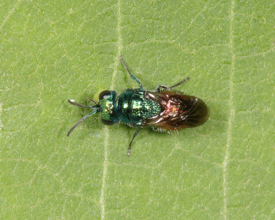 Pseudomalus auratus