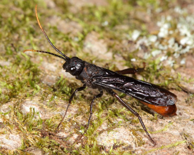 Black-and-red Horntail (Urocerus cressoni)