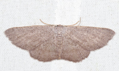 6450 - Blueberry Gray Moth - Glena cognataria
