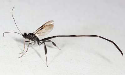 Pelecinid Wasp - Pelecinus polyturator