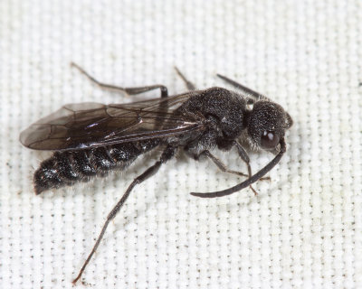 Myrmosa unicolor (male)