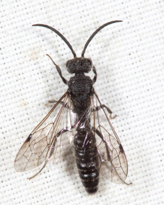 Myrmosa unicolor (male)