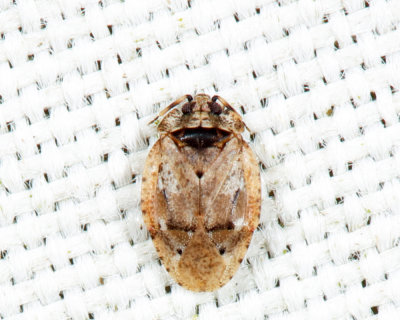 Jumping Tree Bug - Diphleps unica