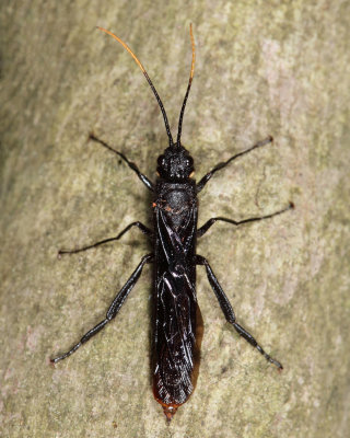 Black-and-red Horntail Wasp - Urocerus cressoni