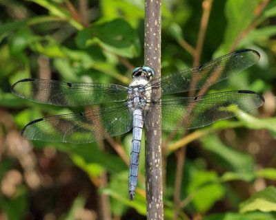 Great Blue Skimmer - Libellula vibrans (male)