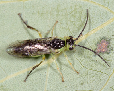 Nematus (Euura) salicisodoratus