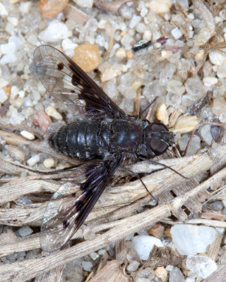 Anthrax albofasciatus