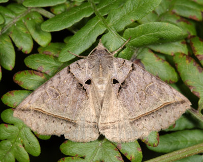 8747 - Black Bit Moth - Celiptera frustulum