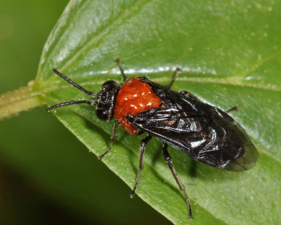 Black-headed Ash Sawfly - Tethida barda