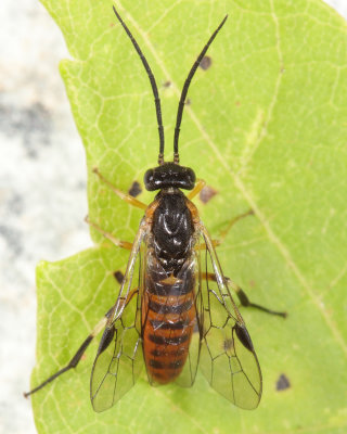 Nematus corylus