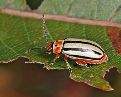 Striped Willow Leaf Beetle - Disonycha alternata
