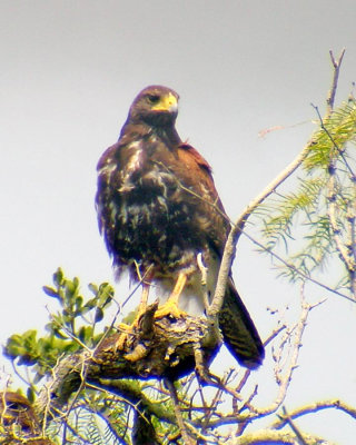 Harris Hawk - Parabuteo unicinctus