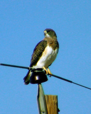 Swainsons Hawk - Buteo swainsoni